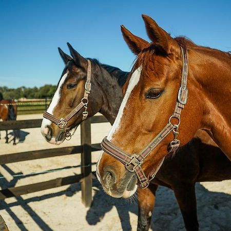 Vila Vmg Horse Ranch (Adults Only) Llucmajor  Exteriér fotografie