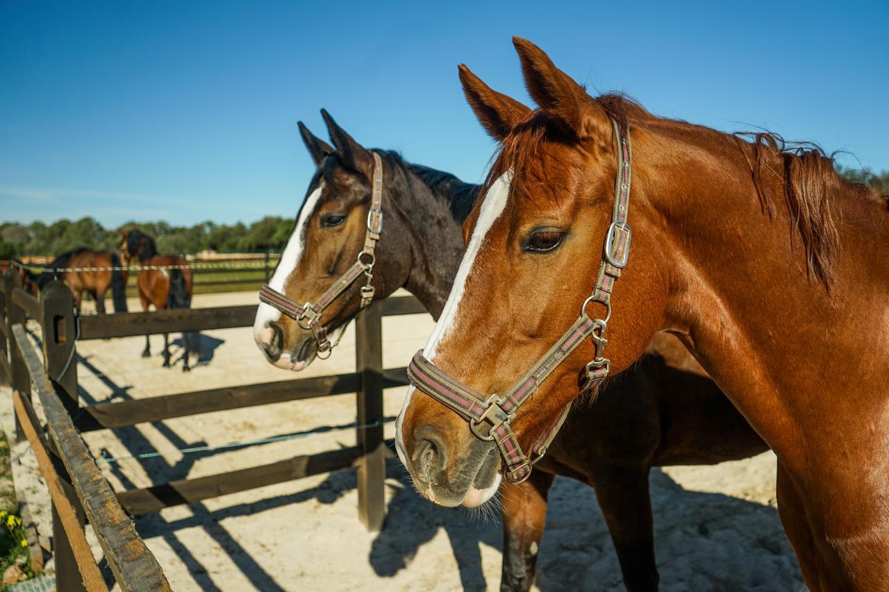 Vila Vmg Horse Ranch (Adults Only) Llucmajor  Exteriér fotografie